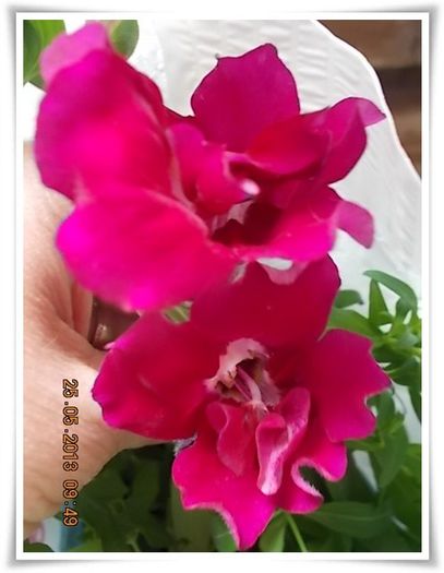 DSCN5060 - flori diverse 2013