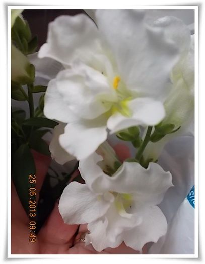 DSCN5061 - flori diverse 2013