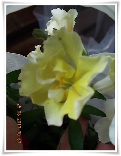 DSCN5062 - flori diverse 2013