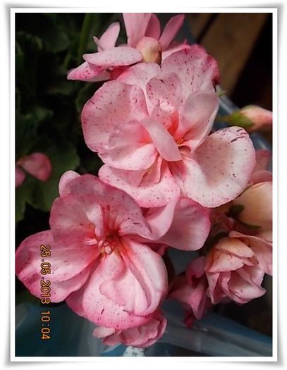 DSCN5066 - flori diverse 2013