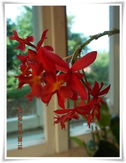 DSCN5091 - flori diverse 2013