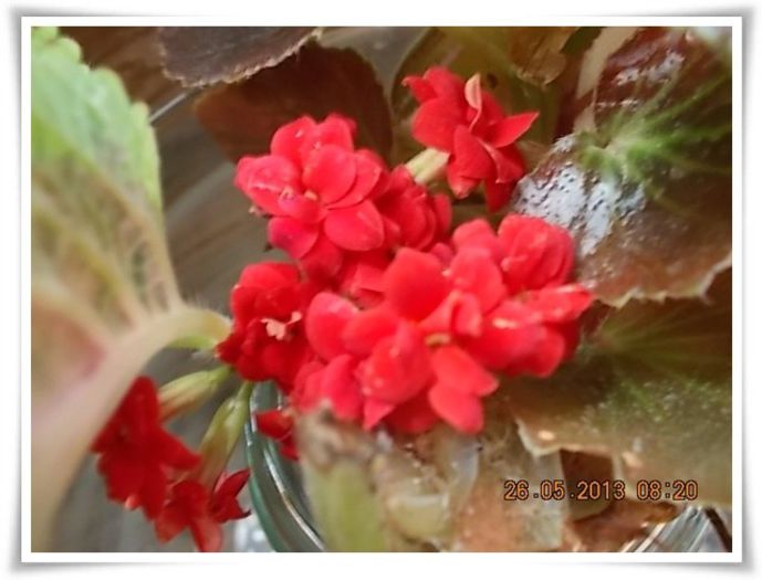 DSCN5108 - flori diverse 2013