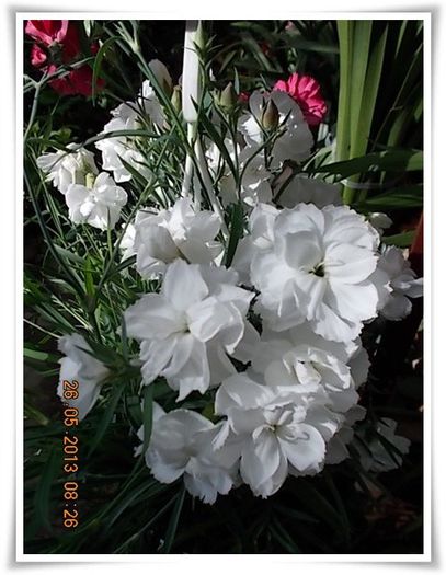 DSCN5133 - flori diverse 2013