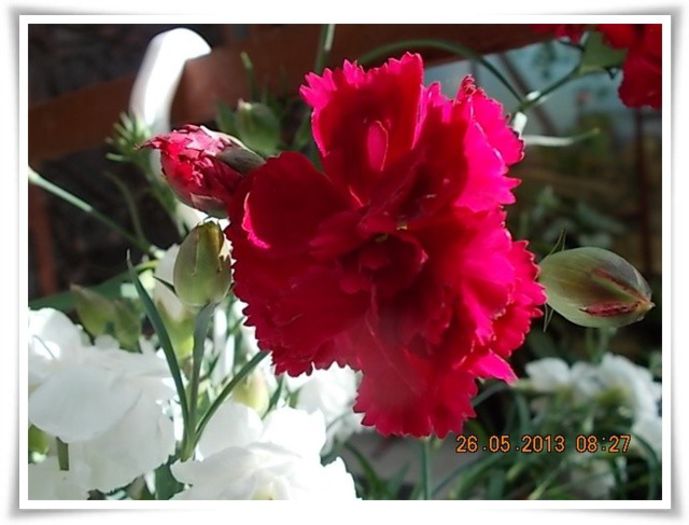 DSCN5135 - flori diverse 2013