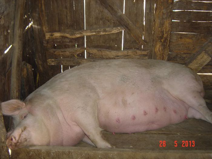 viitoare mamica - 0 GOSPODARIA NOASTRA