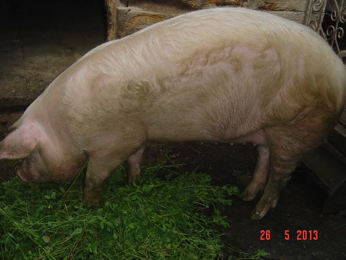 si eu as vrea sa fiu mamica!