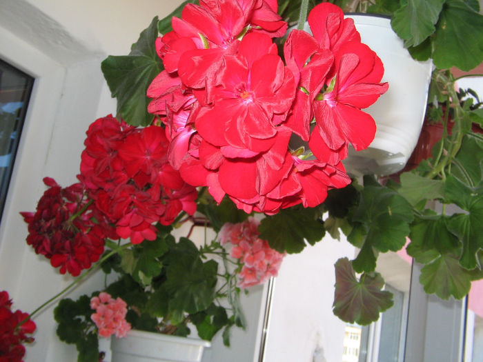 IMG_3378 - muscate si alte flori 2013