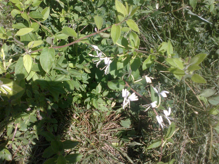 Mana Maicii Domnului (Caprifoi)