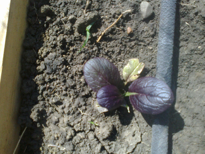 Pak Choi rosu