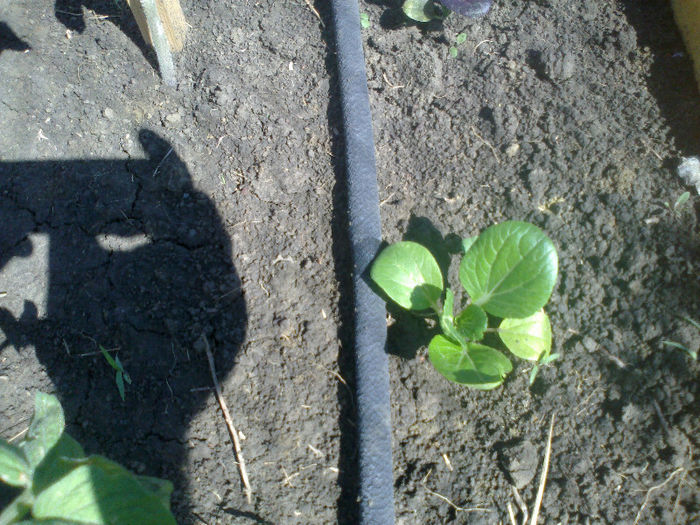 Pak Choi