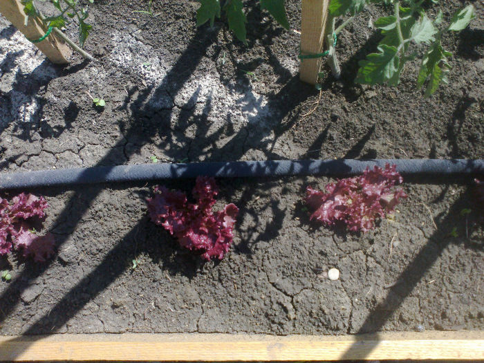 Salata Batvia - Gradina Mai 2013