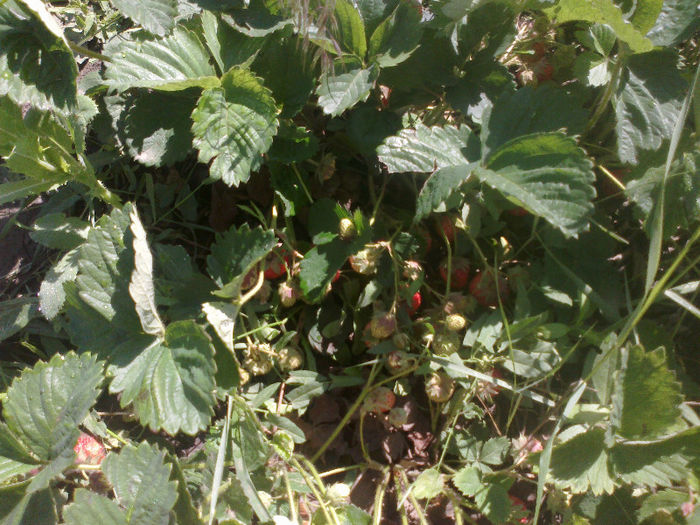 26052013588 - Gradina Mai 2013
