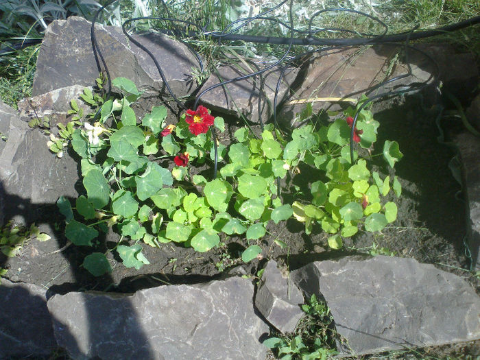 Tropaeolum minus - condurasi pitici - Gradina Mai 2013