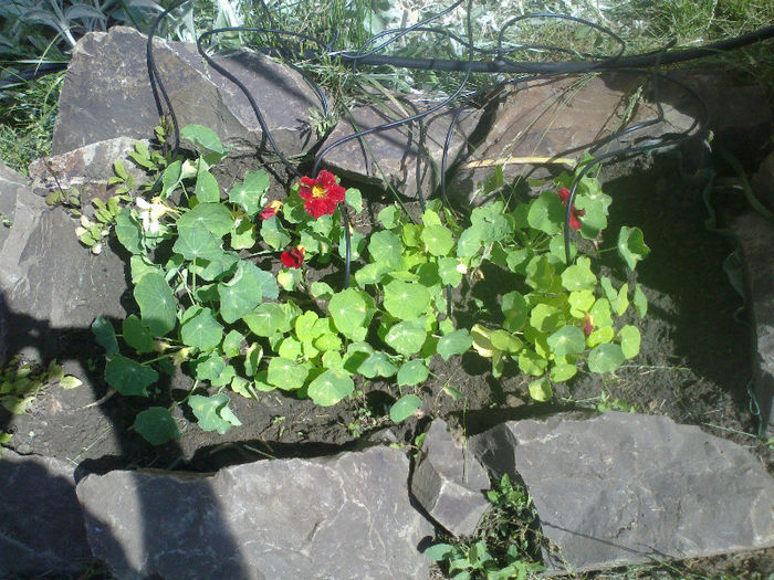 Tropaeolum minus - condurasi pitici