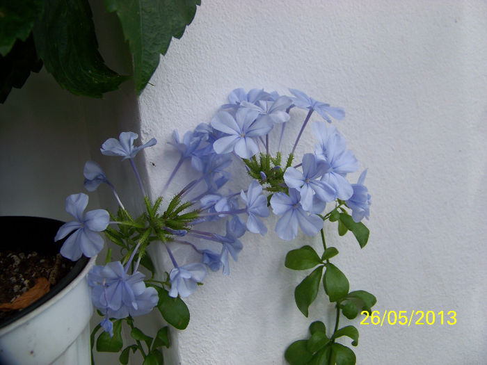 434_9885 - plumbago 2013