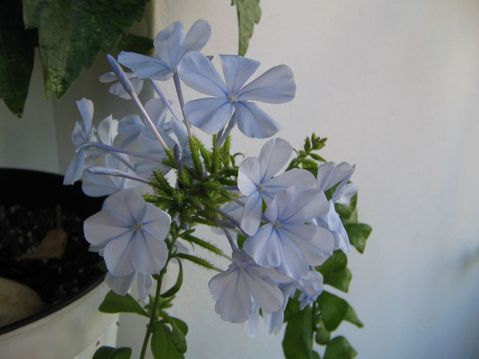 IMG_3368 - plumbago 2013