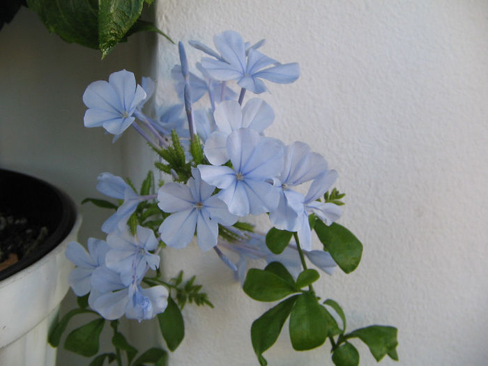 IMG_3370 - plumbago 2013