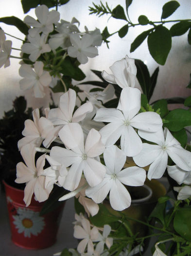 IMG_3386 - plumbago 2013