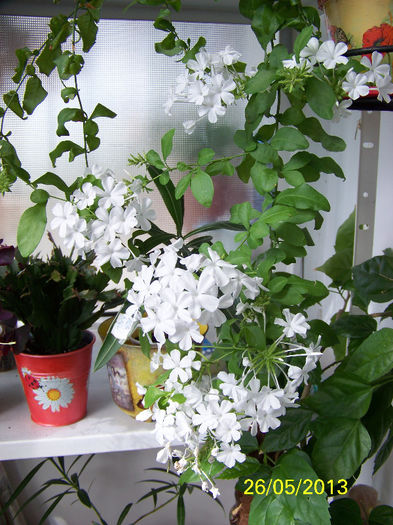 434_9884 - plumbago 2013