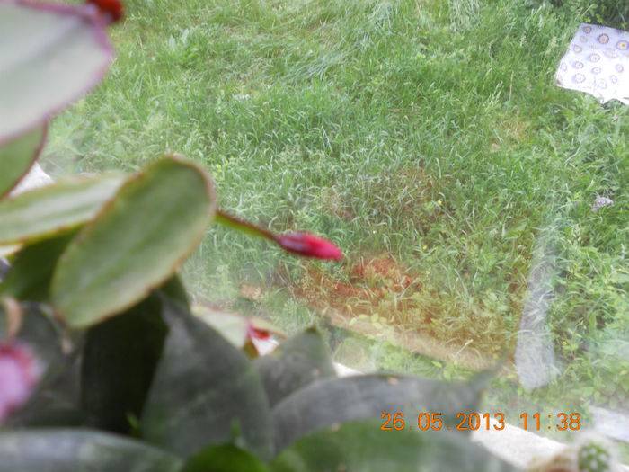 DSCN3291 - Balcon 2012-2013-2014