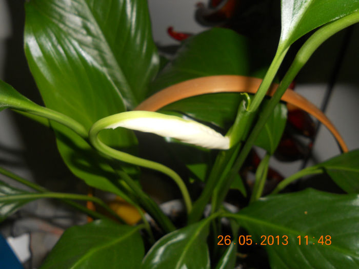 DSCN3303 - Balcon 2012-2013-2014