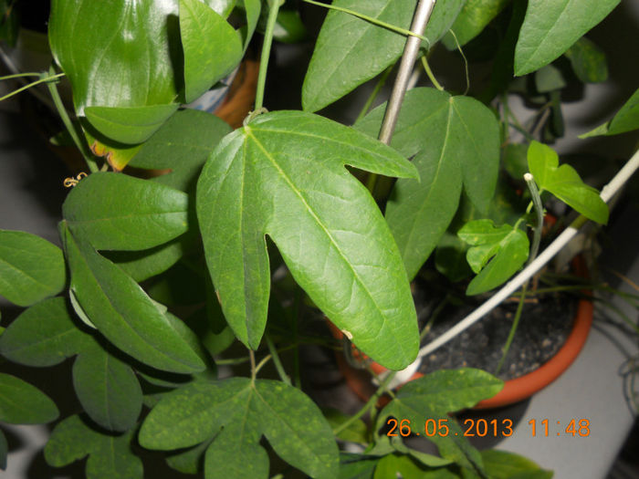 DSCN3304 - Balcon 2012-2013-2014