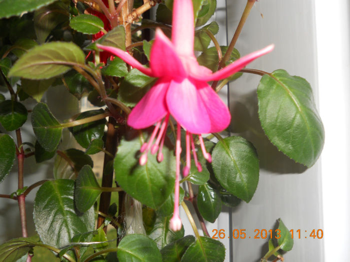 DSCN3293 - Balcon 2012-2013-2014