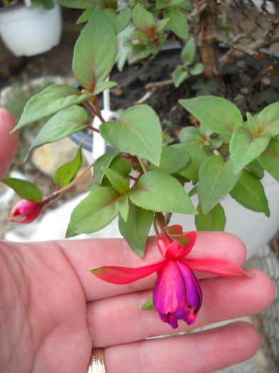 Mov cu marg rosu - FUCHSIA 2011-2020