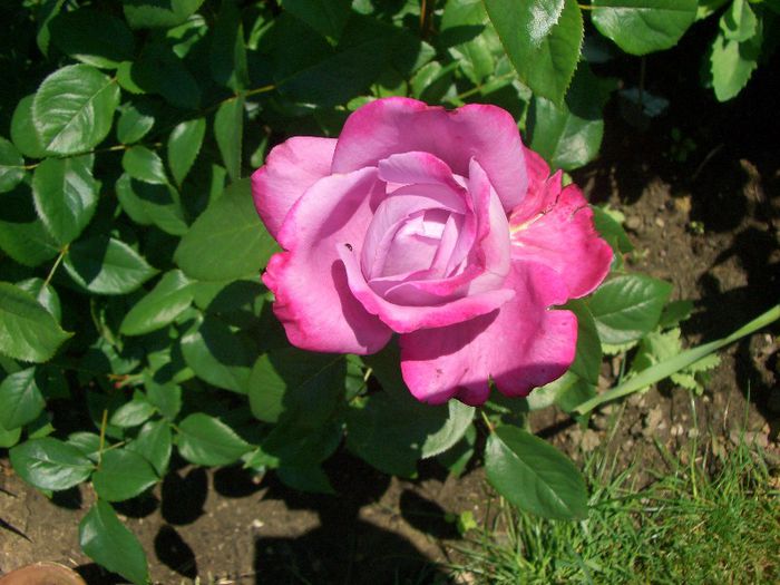 CIMG7546