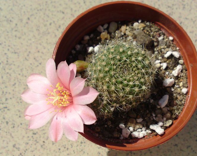 Rebutia hb - Cactusi si altele