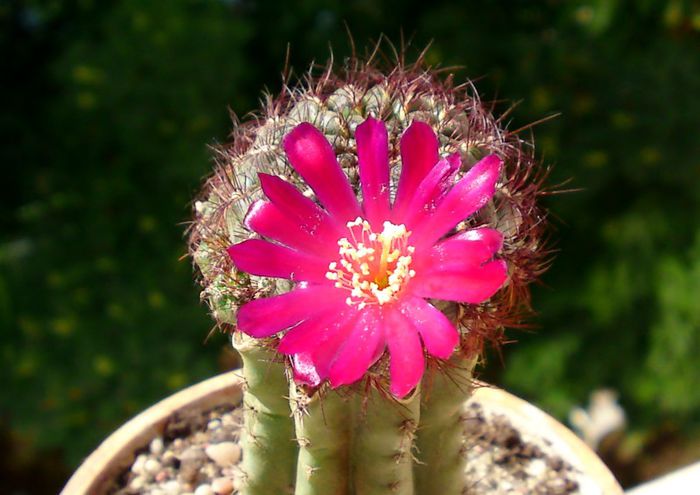 Sulcorebutia rauschii - Cactusi si altele