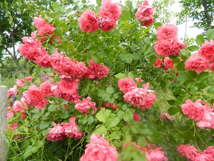 Arbust floribunda 26 mai 2013