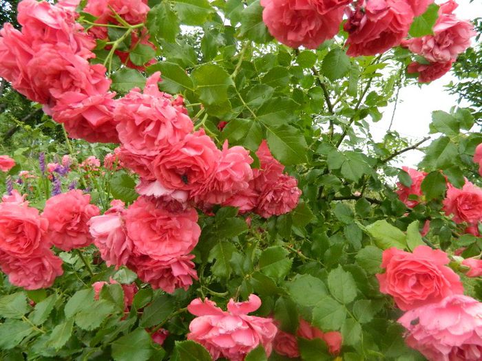 Floribunda 26 mai 2013 - Trandafiri 2013