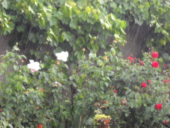 Ploi in luna Mai ! 26.05.013 cu gheata - TRANDAFIR 2013-2020