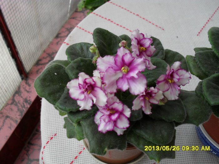 Violete de Parma 26 05-2013