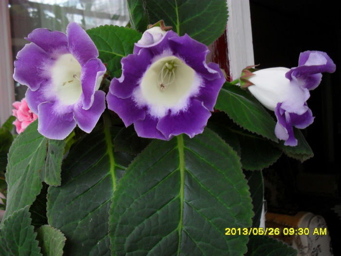 Gloxinii 26 05-2013