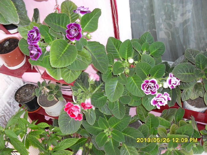 Gloxinii 26 05-2013 - Flori-2013