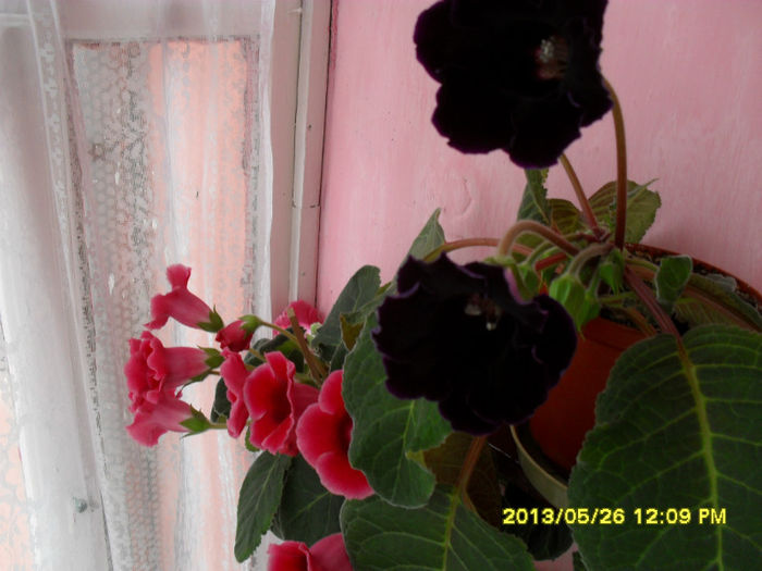 Gloxinii 26 05-2013