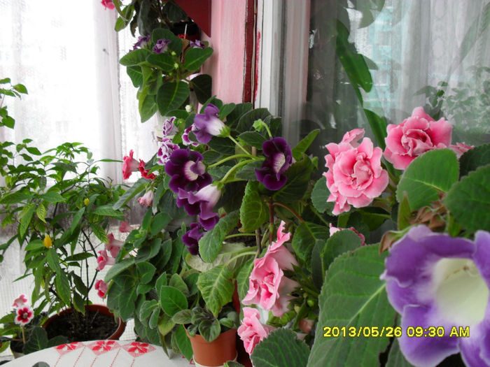 Gloxinii 26 05-2013