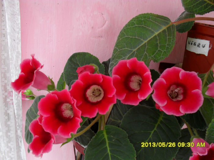 Gloxinii 26 05-2013