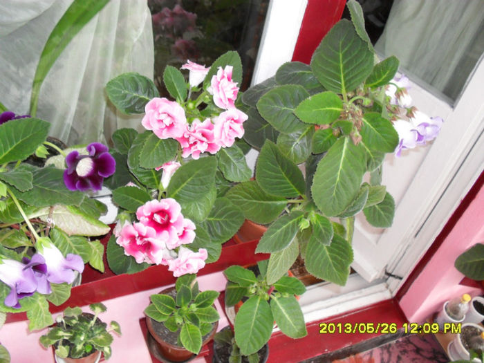 Gloxinii 26 05-2013 - Flori-2013