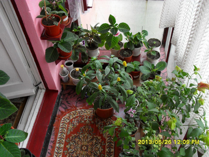 Gloxinii 26 05-2013 - Flori-2013