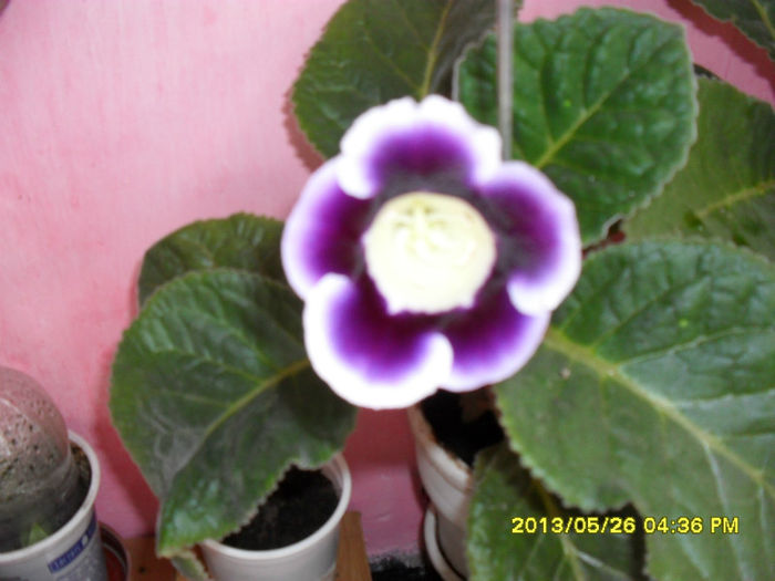 Gloxinii 26 05-2013 - Flori-2013