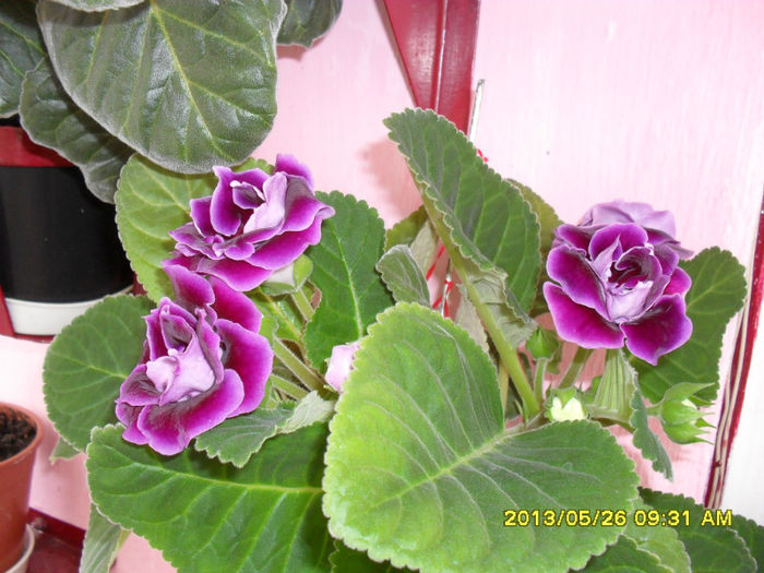 Gloxinii 26 05-2013