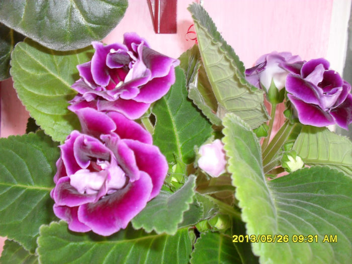 Gloxinii 26 05-2013