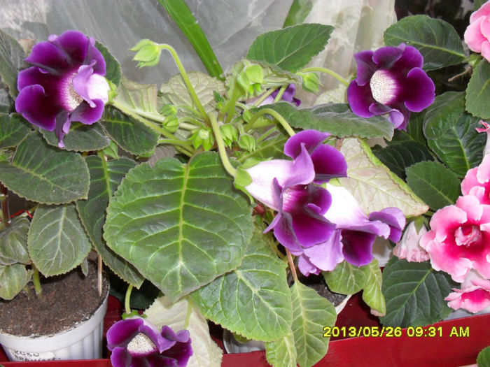 Gloxinii 26 05-2013