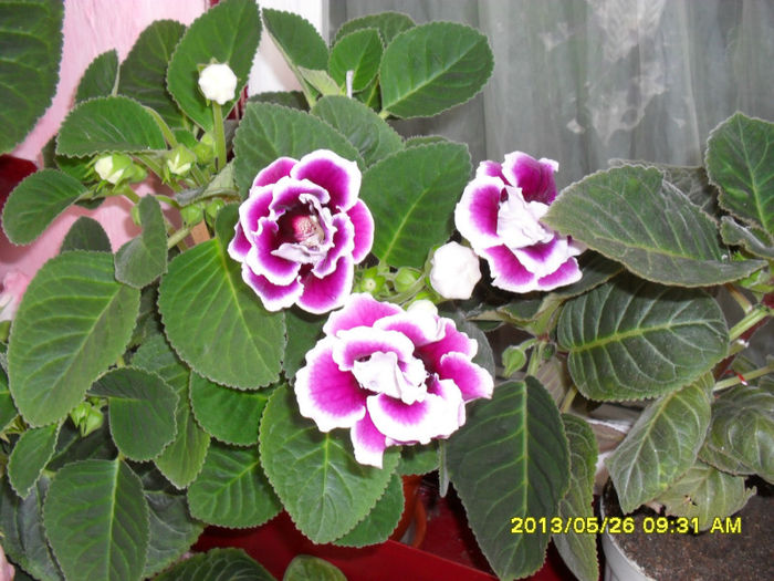 Gloxinii 26 05-2013