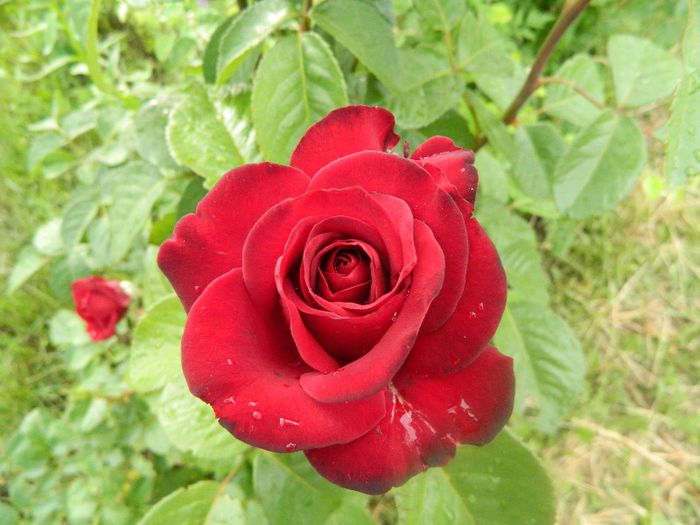 Black Baccara - Trandafiri 2013