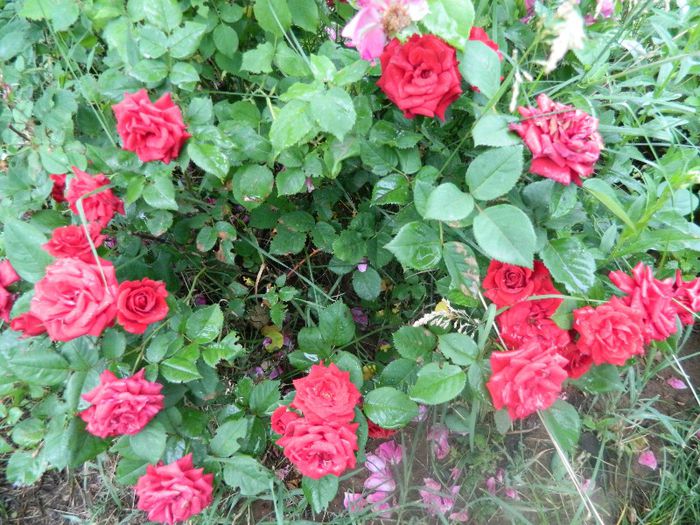 Floribunda 50 cm