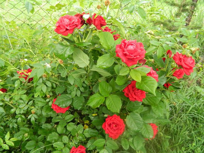 Floribunda 26 mai 2013